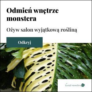 Monstera – królowa roślin domowych